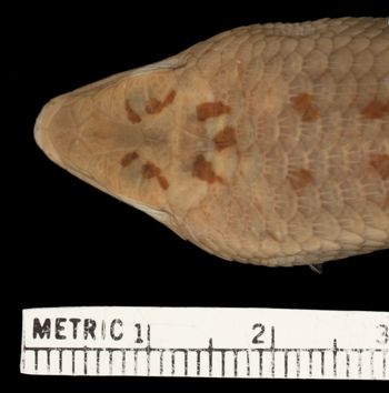 Media type: image;   Herpetology R-26411 Aspect: head dorsal